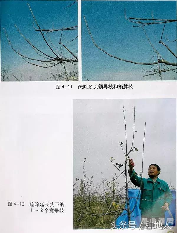 汪景彦苹果树傻瓜式修剪技术详解,傻瓜式苹果小树修剪技术