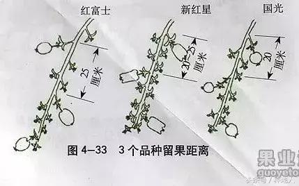 汪景彦苹果树傻瓜式修剪技术详解,傻瓜式苹果小树修剪技术