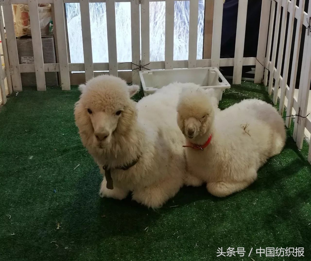 秘鲁进口羊驼绒,秘鲁品牌alpacasa羊驼