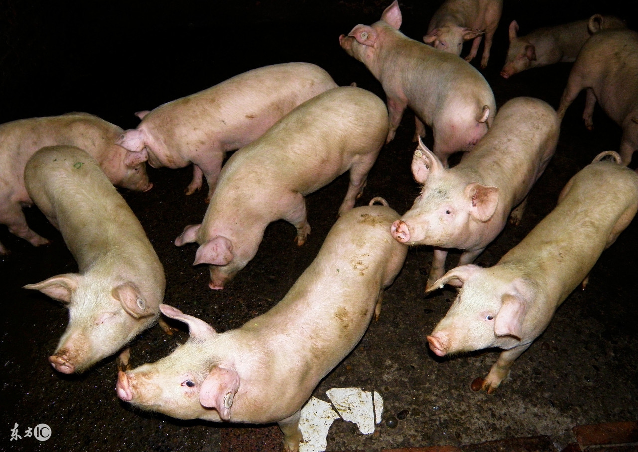 猪尾巴有什么用,猪尾巴功效与作用及禁忌