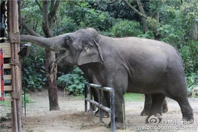 两大一小广州长隆亲子游攻略,最新广州长隆带娃游玩攻略2天