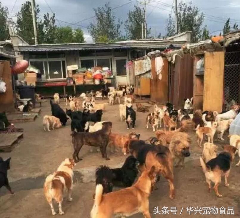 老人救助流浪狗20年,老奶奶收留50只流浪狗坚持了33年