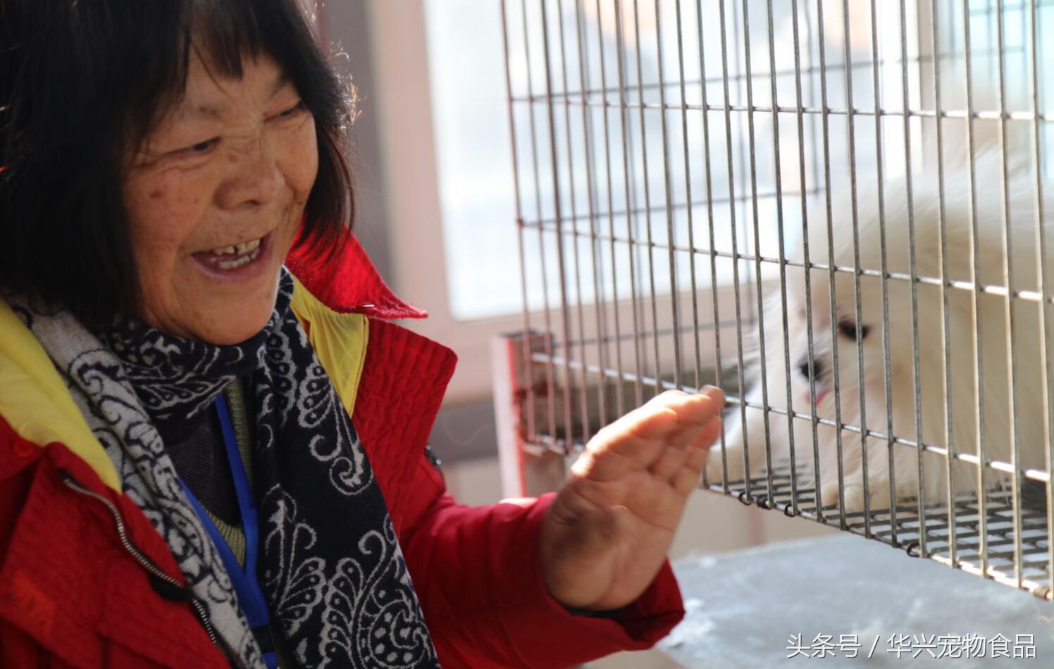 老人救助流浪狗20年,老奶奶收留50只流浪狗坚持了33年