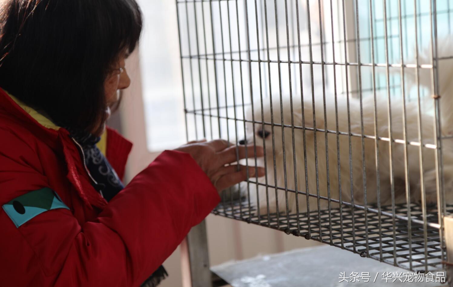老人救助流浪狗20年,老奶奶收留50只流浪狗坚持了33年