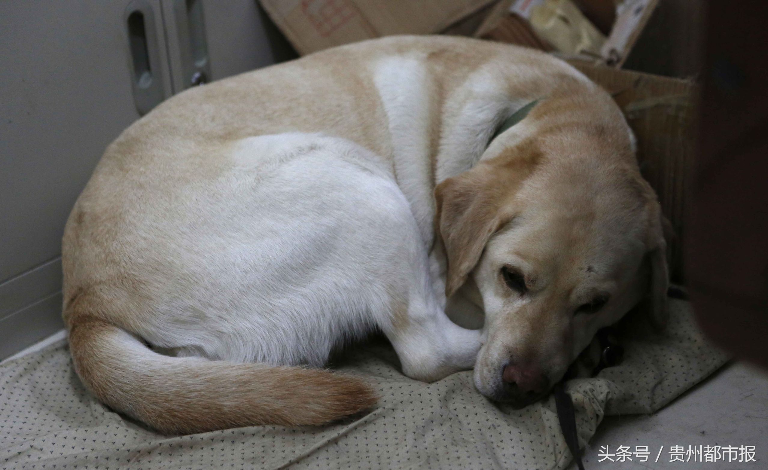 全球第一只导盲犬,史努比是第一只上太空的狗狗