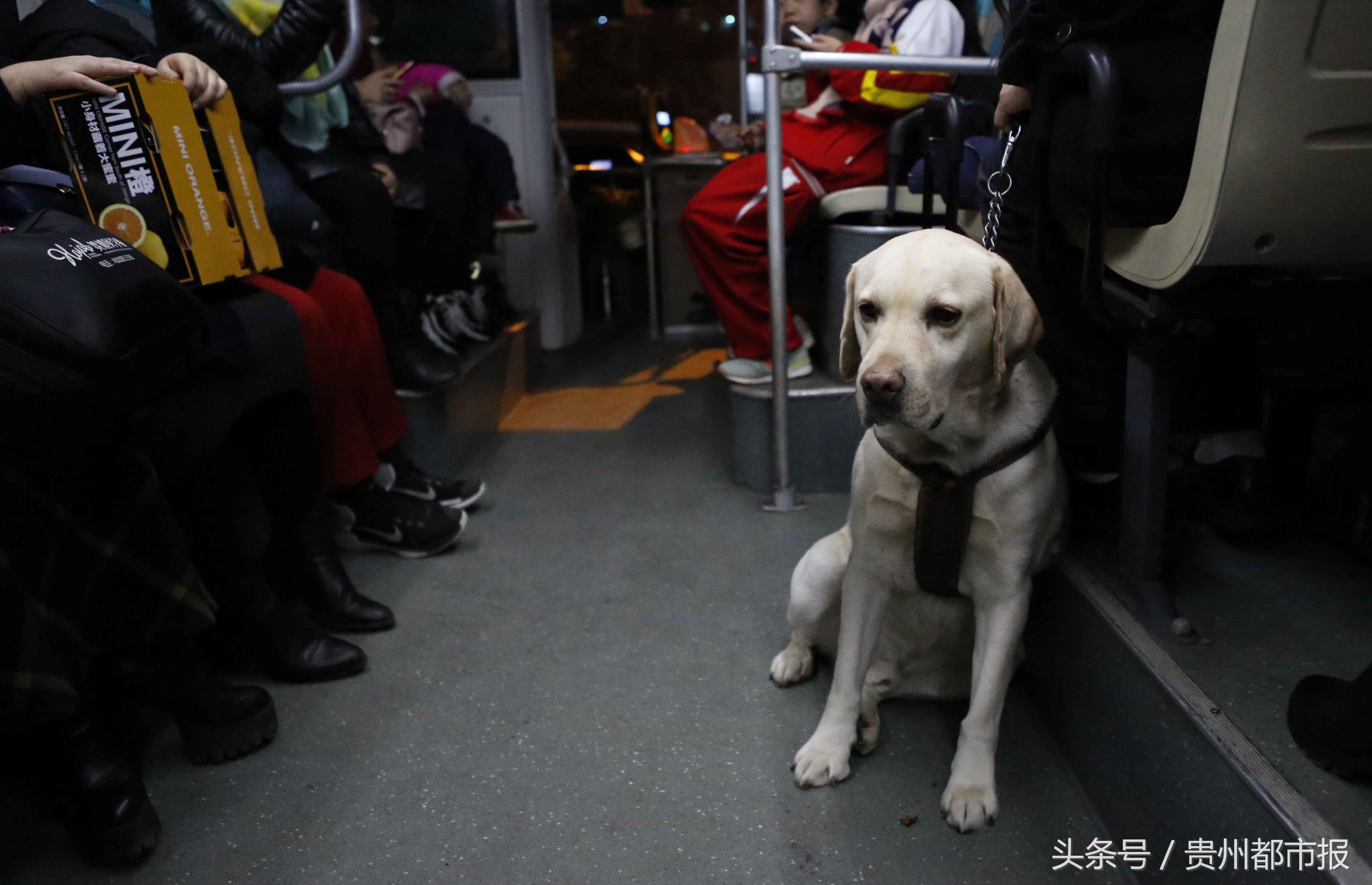 全球第一只导盲犬,史努比是第一只上太空的狗狗