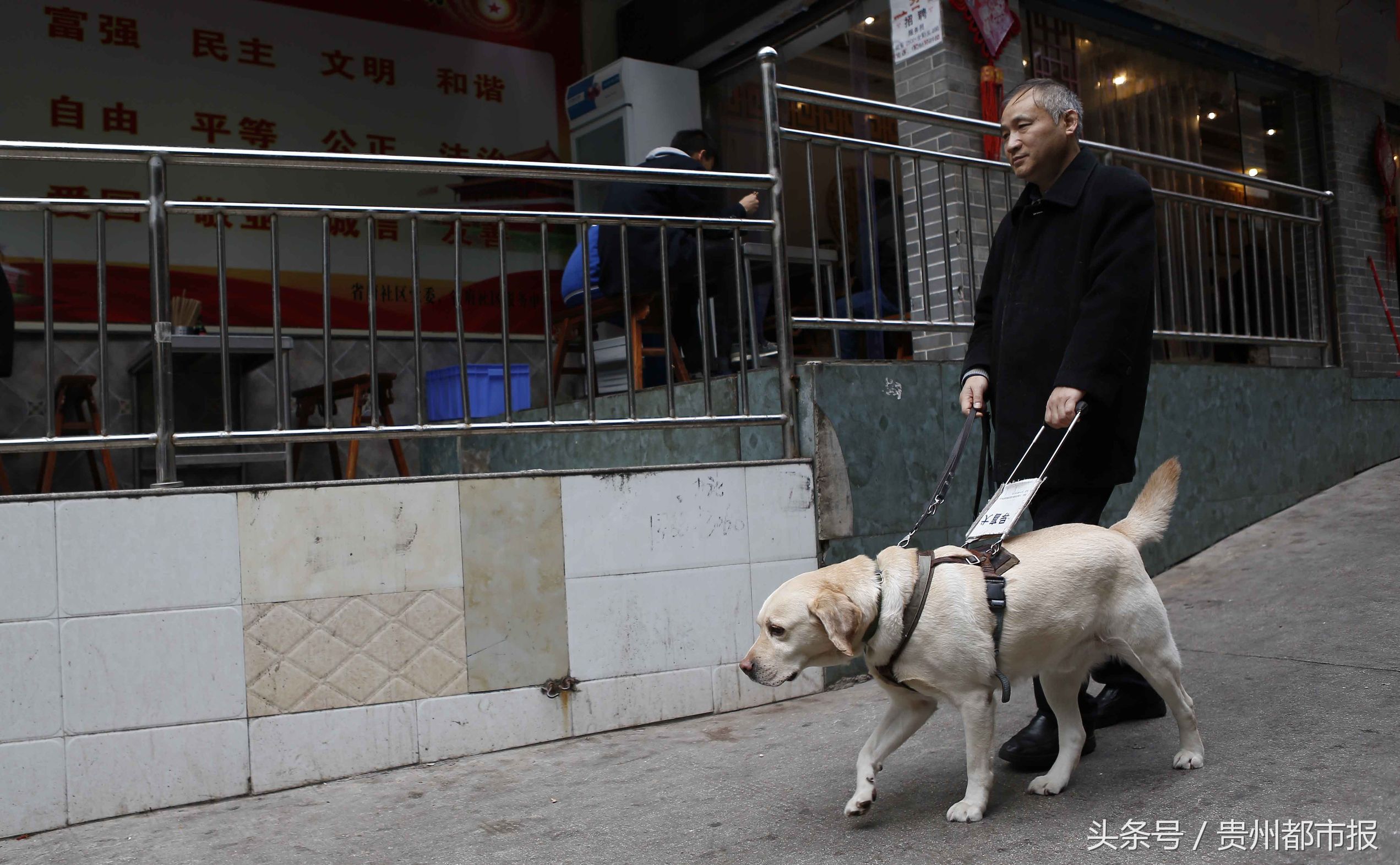 全球第一只导盲犬,史努比是第一只上太空的狗狗