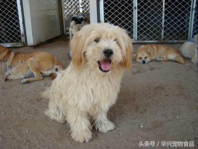 老人救助流浪狗20年,老奶奶收留50只流浪狗坚持了33年