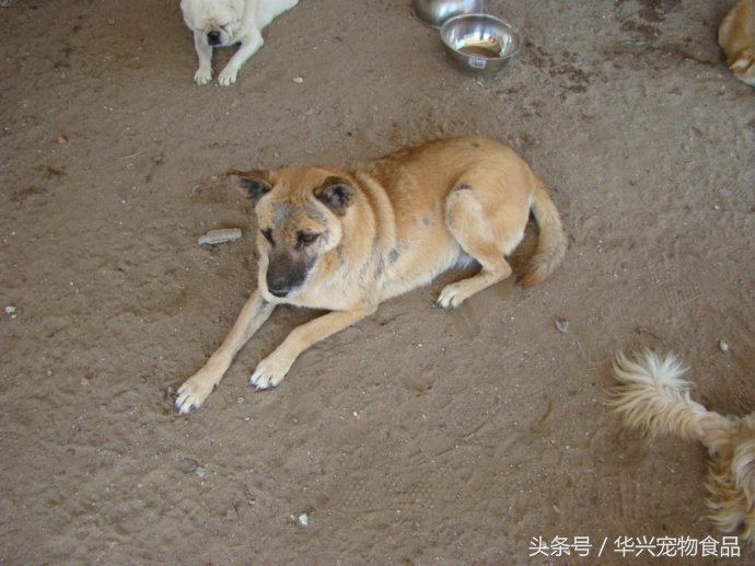 老人救助流浪狗20年,老奶奶收留50只流浪狗坚持了33年