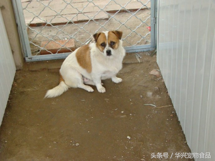 老人救助流浪狗20年,老奶奶收留50只流浪狗坚持了33年