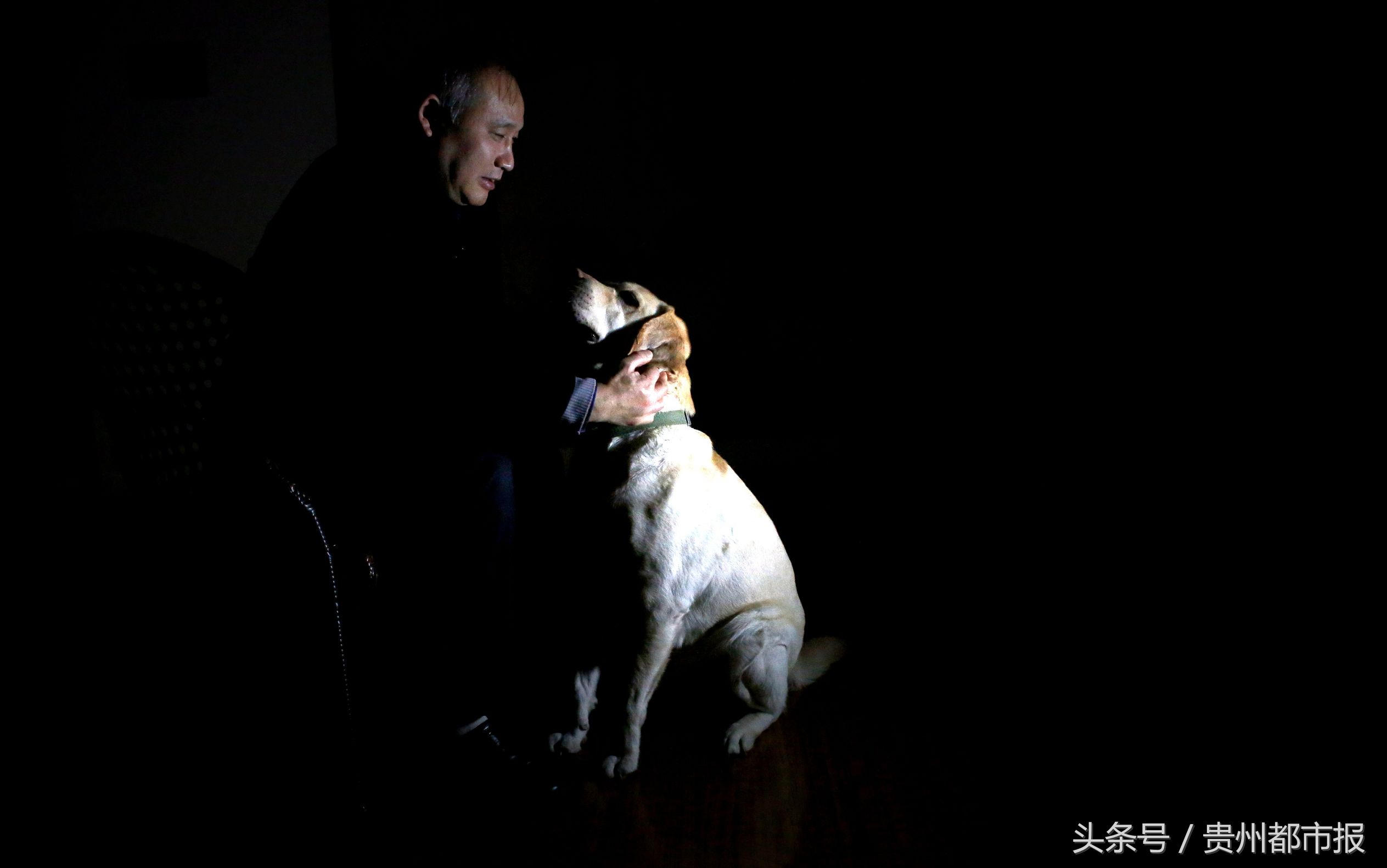 全球第一只导盲犬,史努比是第一只上太空的狗狗