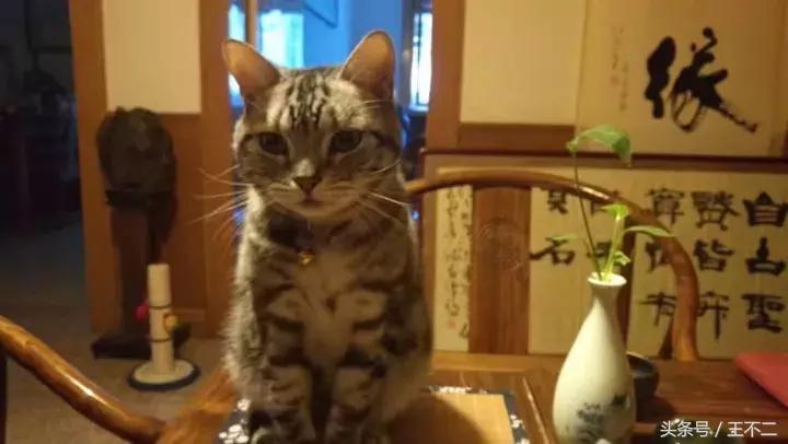 满目苍凉,满目苍茫小说