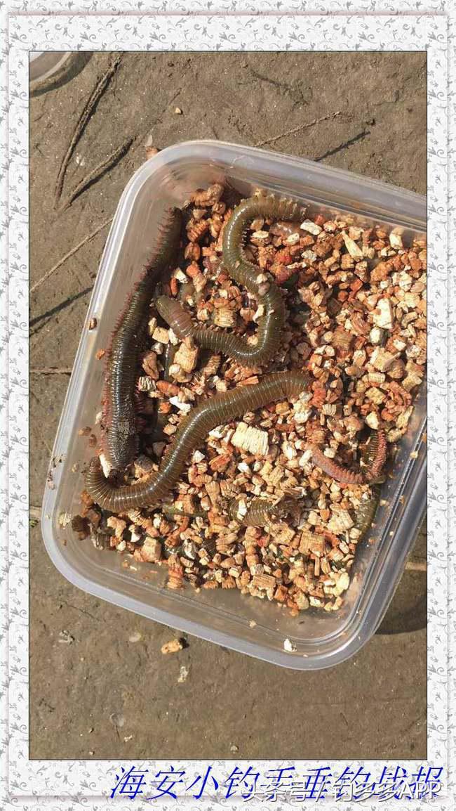 一年四季都可以钓的鱼种,一年四季可钓的鱼种