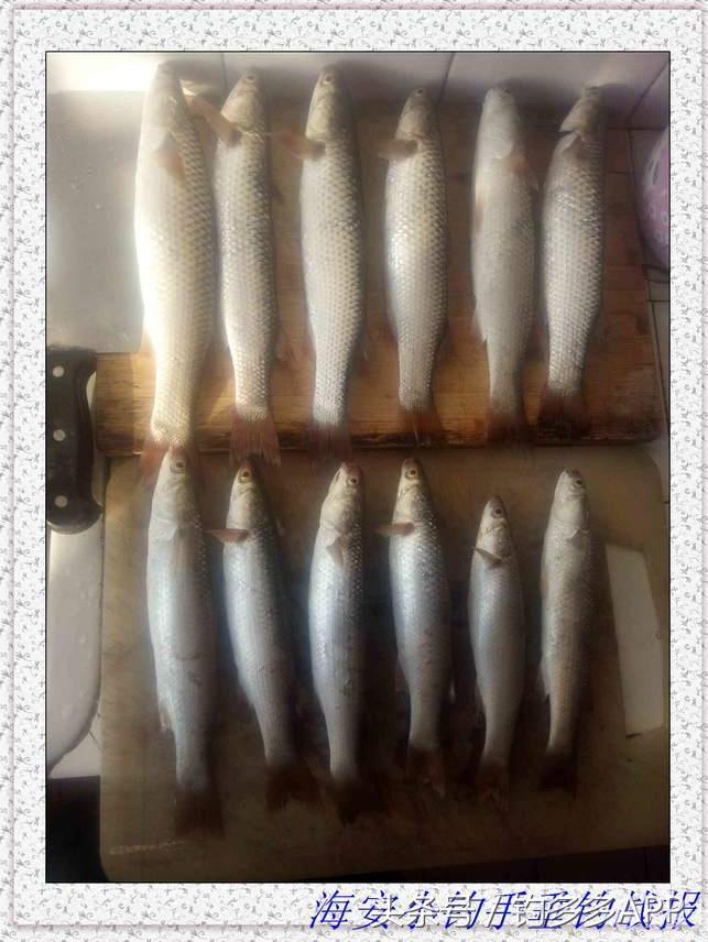 一年四季都可以钓的鱼种,一年四季可钓的鱼种