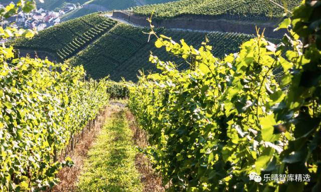 葡萄酒行业深度报告:探底逐步完成,静待行业重回增长