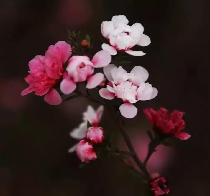 清新雅致的松叶牡丹,叶似榆树花如梅花