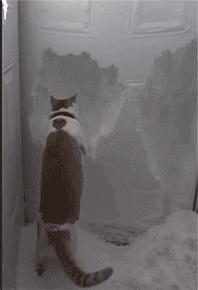 北方的猫过冬靠暖气，那南方的猫靠啥？