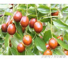 什么是枣夹核桃,水果知识大全相片