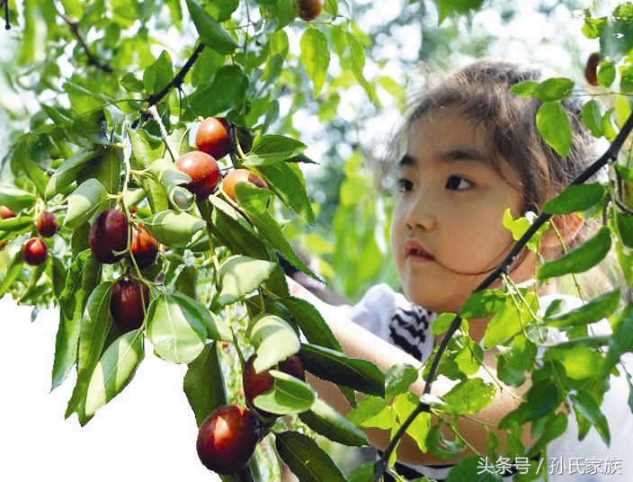 什么是枣夹核桃,水果知识大全相片