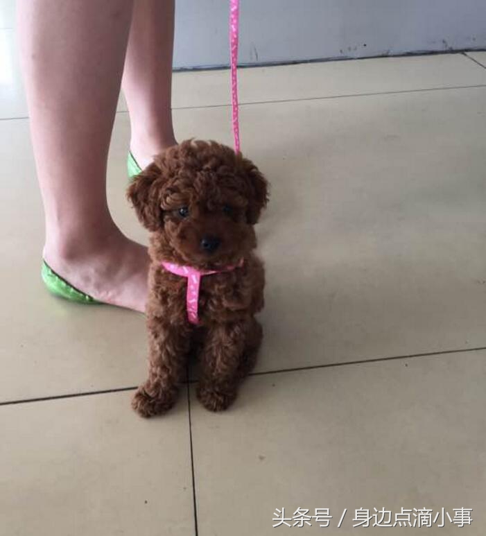 泰迪吃了巧克力会出现什么症状,泰迪偷吃完恢复原状