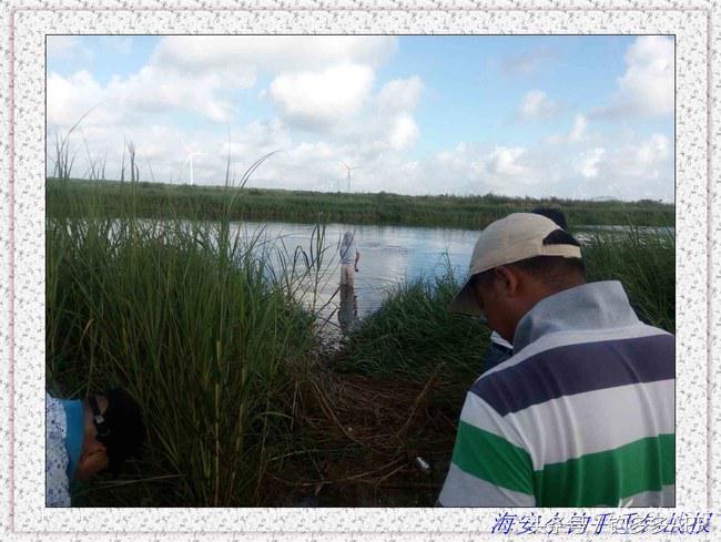 一年四季都可以钓的鱼种,一年四季可钓的鱼种