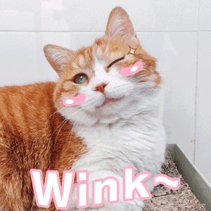 吃土少女的好物种草,吃土女孩都知道的大牌平替