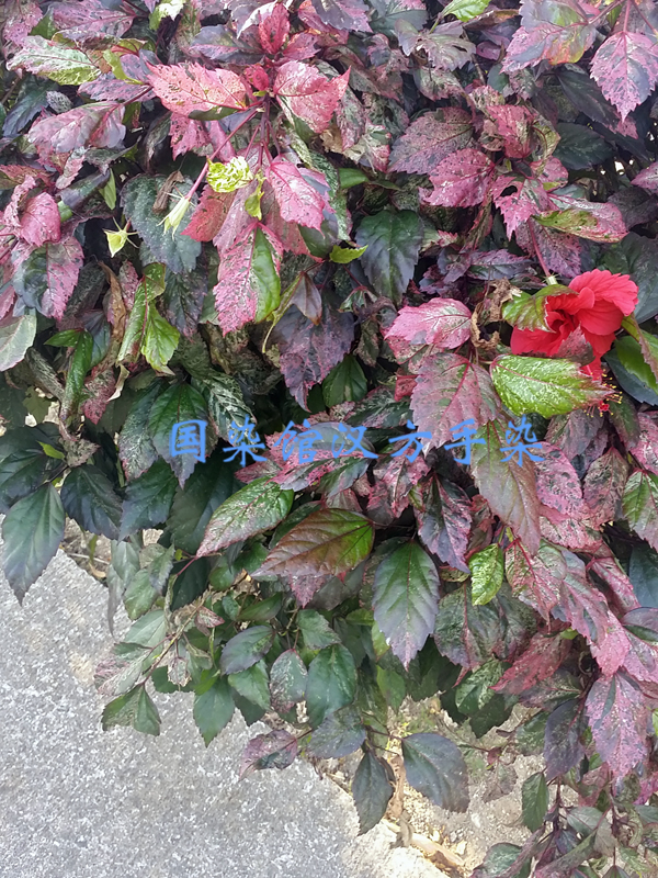 天然深红色染料植物,植物染料有哪些