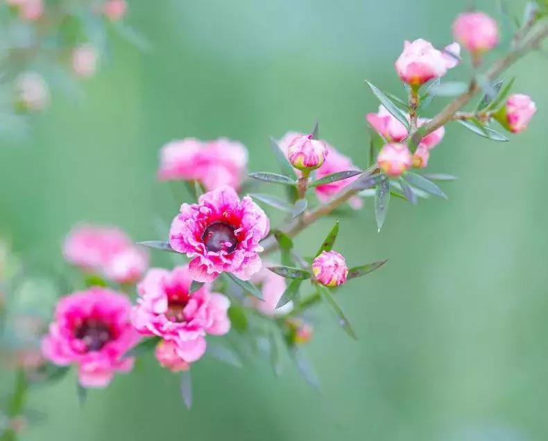 清新雅致的松叶牡丹,叶似榆树花如梅花