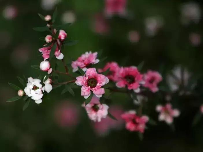 清新雅致的松叶牡丹,叶似榆树花如梅花