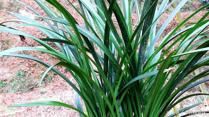 兰花价格最贵的十种图片,价格排名前十的兰花