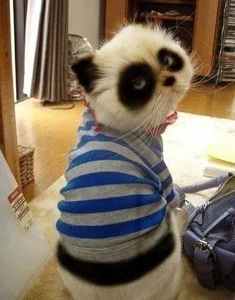 精致小学生在学校的一天,精致的小学生