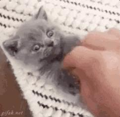 鐚挭缇庡鍒嗕韩,鐚挭涓撶敤缇庡