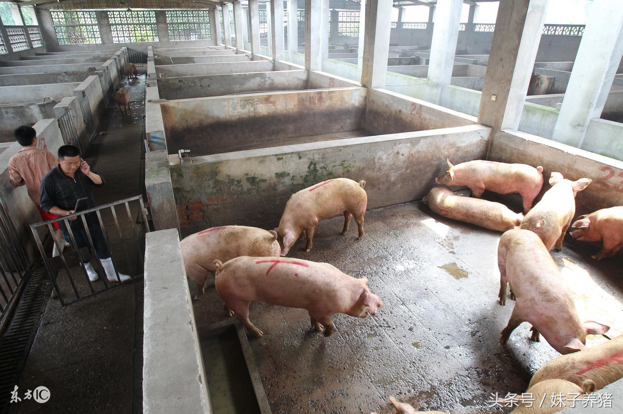 肥猪消化不好怎么办,肥猪后腿疼用什么药