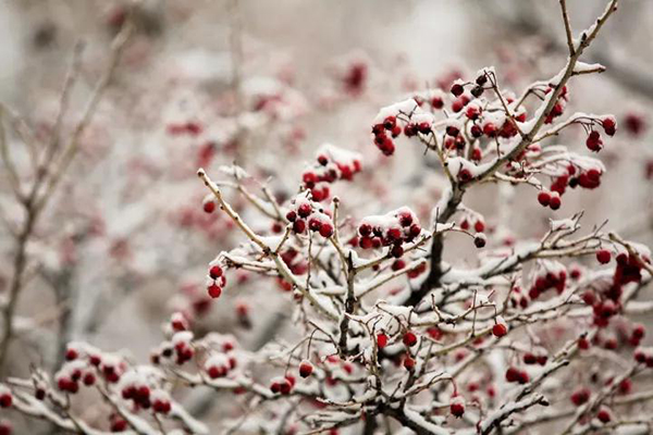 冬季养肾黄帝内经,黄帝内经冬季养生原文