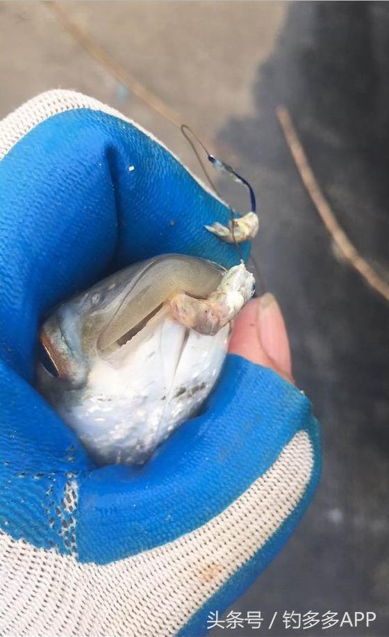 一年四季都可以钓的鱼种,一年四季可钓的鱼种