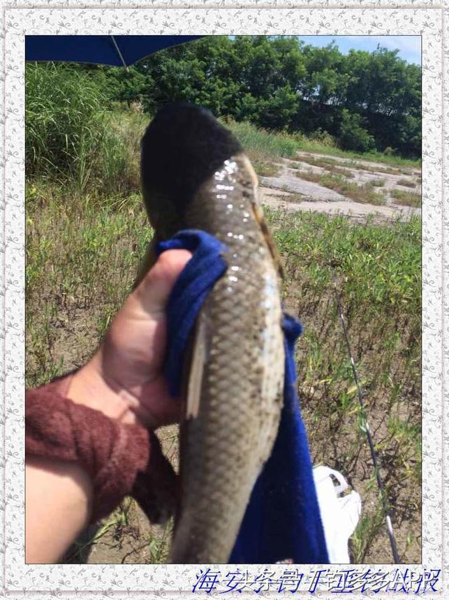 一年四季都可以钓的鱼种,一年四季可钓的鱼种