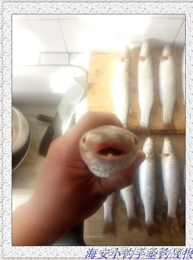 一年四季都可以钓的鱼种,一年四季可钓的鱼种