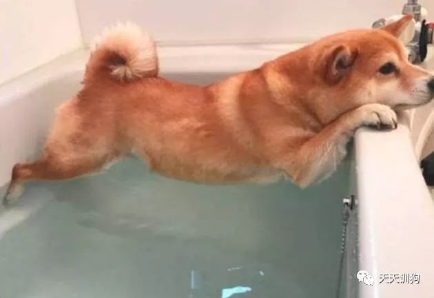 自己在家如何给狗狗做清洁,怎么自己在家给狗狗做内外驱虫