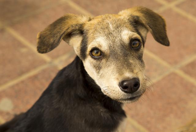 店铺门口狗狗随地大小便怎么办,如何制止狗狗在家里大小便