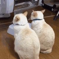 北方的猫过冬靠暖气，那南方的猫靠啥？