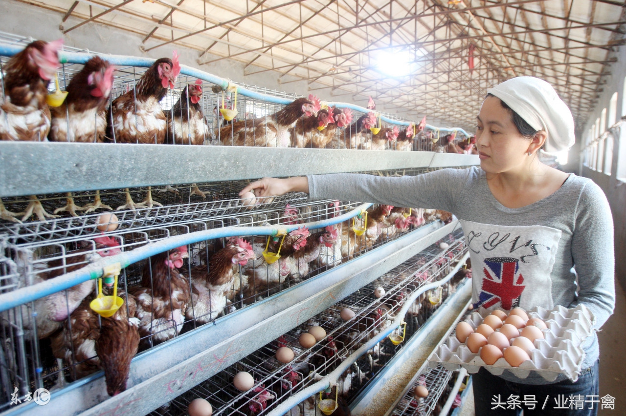 今日肉鸡苗价格最新行情,今日肉蛋鸡价格行情鸡病专业网