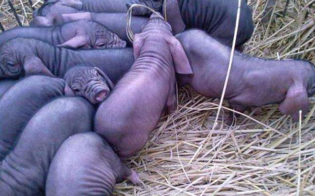 养猪想赚钱注意这3点,怎么养猪才能赚钱视频