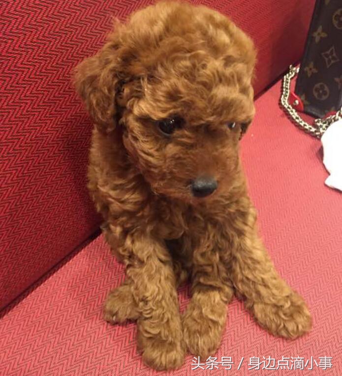 泰迪吃了巧克力会出现什么症状,泰迪偷吃完恢复原状