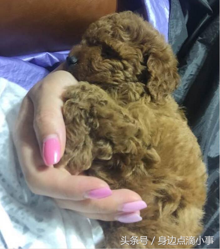 泰迪吃了巧克力会出现什么症状,泰迪偷吃完恢复原状