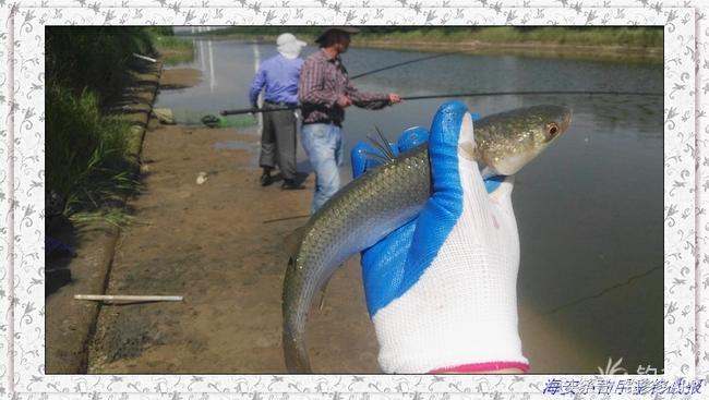 一年四季都可以钓的鱼种,一年四季可钓的鱼种