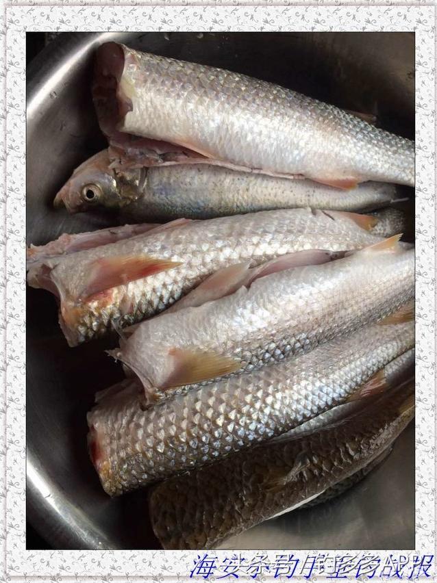 一年四季都可以钓的鱼种,一年四季可钓的鱼种