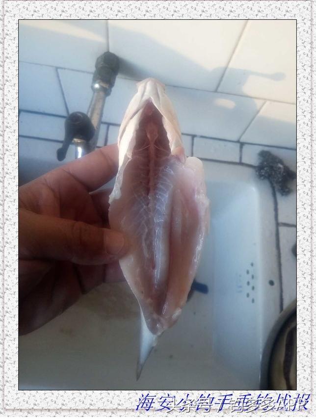 一年四季都可以钓的鱼种,一年四季可钓的鱼种