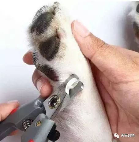 自己在家如何给狗狗做清洁,怎么自己在家给狗狗做内外驱虫