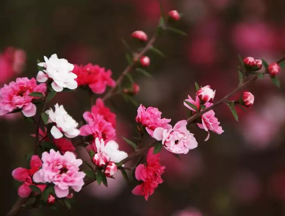 清新雅致的松叶牡丹,叶似榆树花如梅花