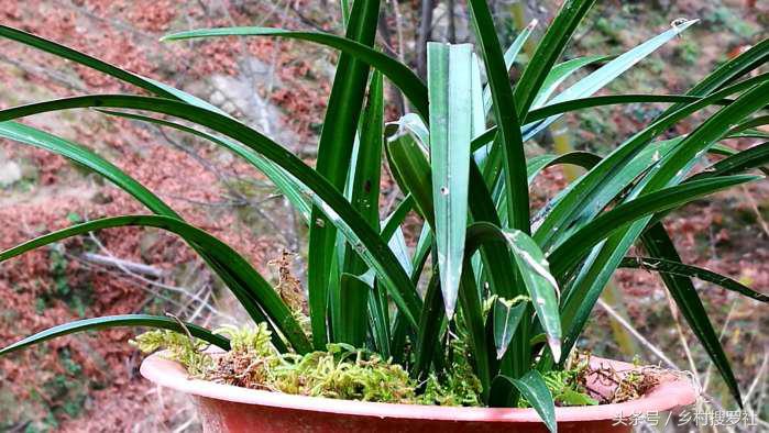 兰花价格最贵的十种图片,价格排名前十的兰花